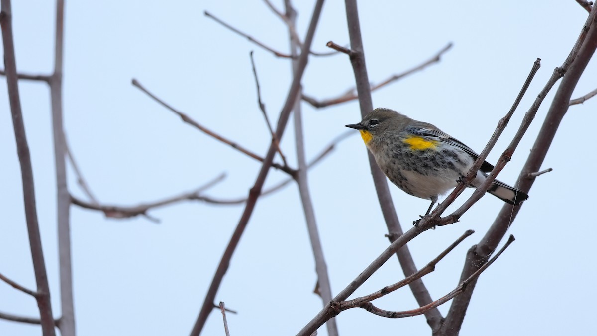 Yellow-rumped Warbler - ML644505732