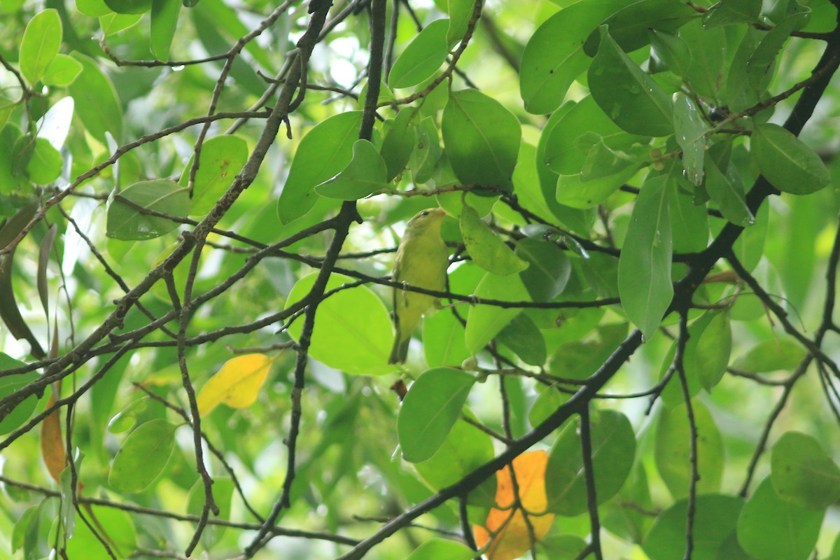 Sulphur-breasted Warbler - ML644505733