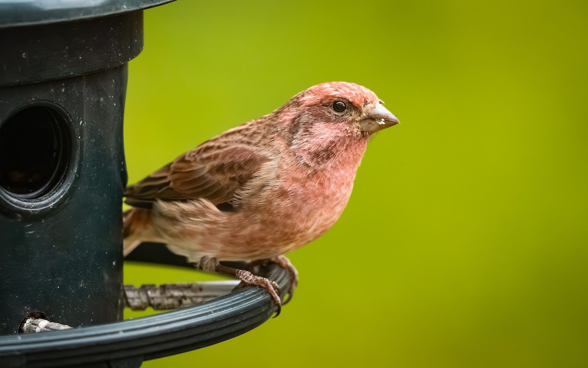 Roselin pourpré - ML644505743