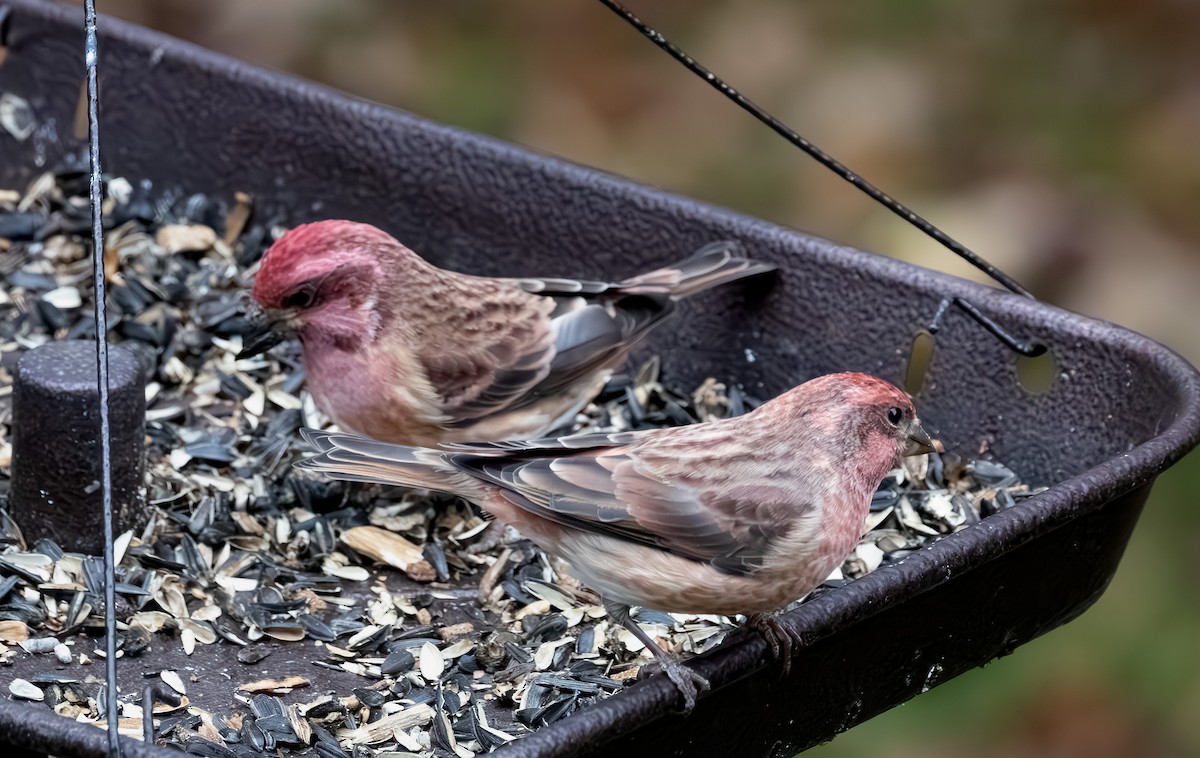 Roselin pourpré - ML644505744