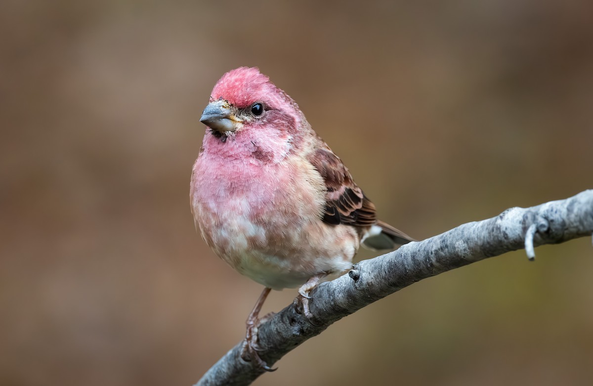 Roselin pourpré - ML644505745