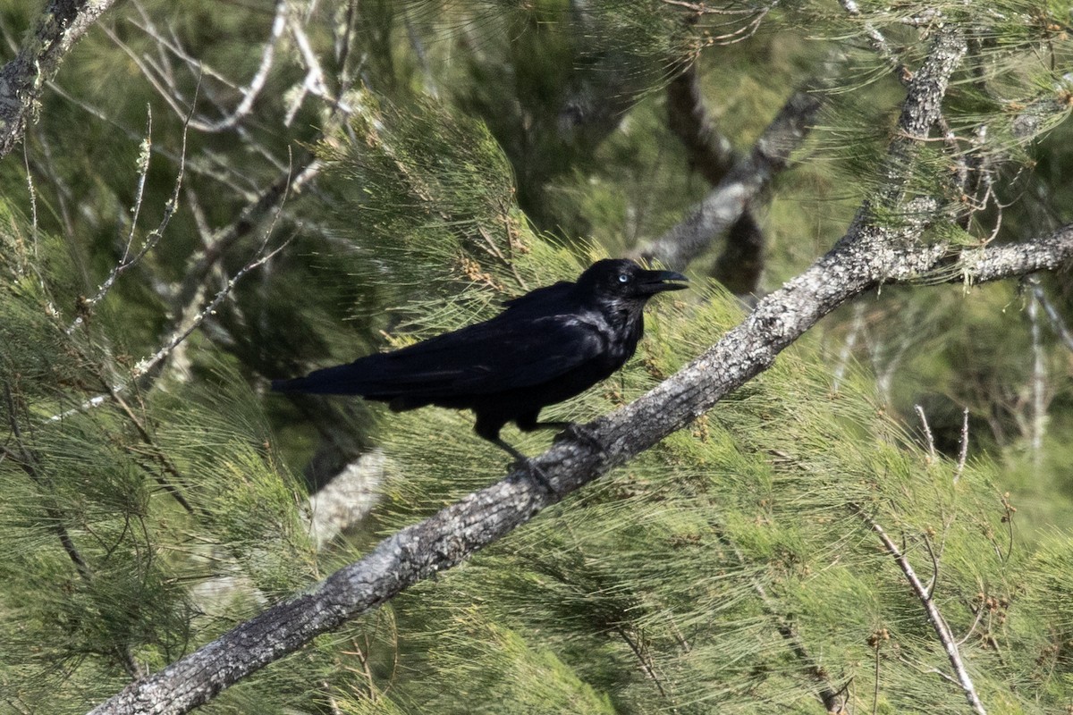 Австралийский ворон - ML644505765