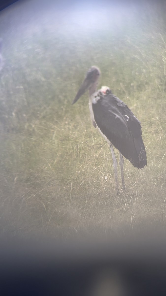 Marabou Stork - ML644505772