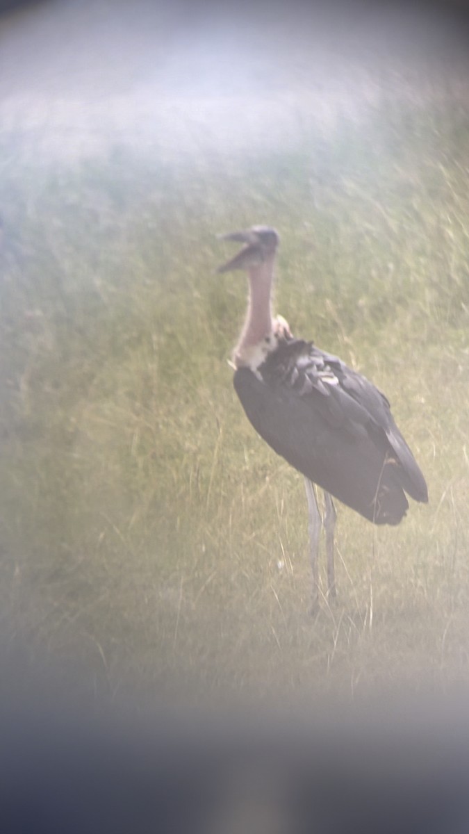 Marabou Stork - ML644505773