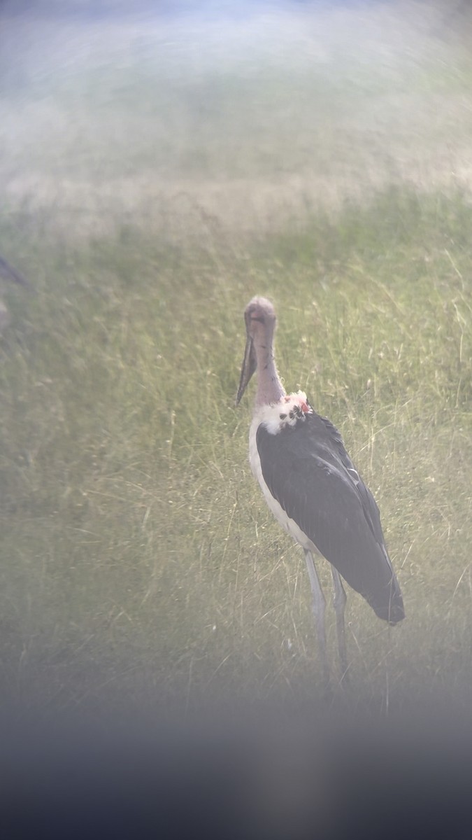 Marabou Stork - ML644505774