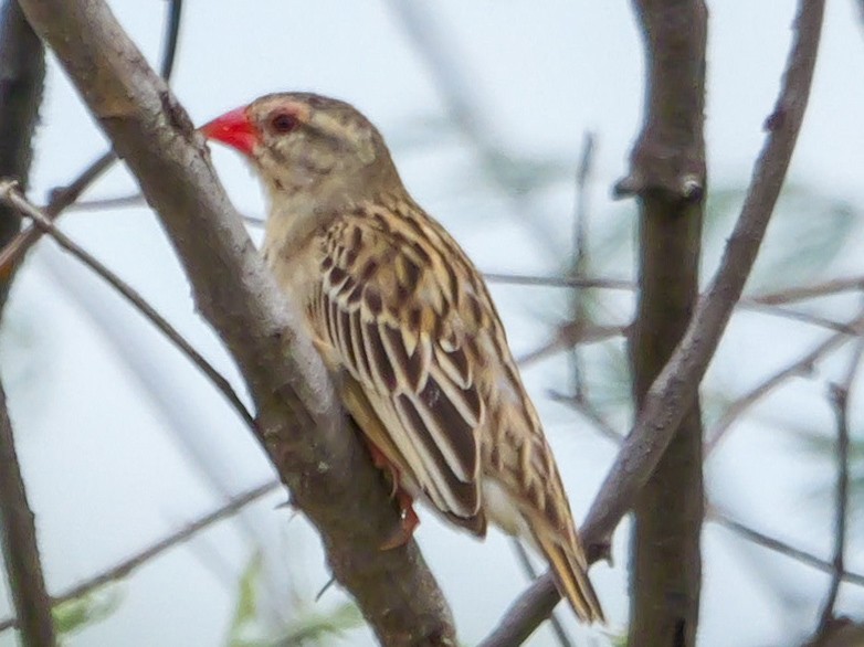 Квелія червонодзьоба - ML644505777