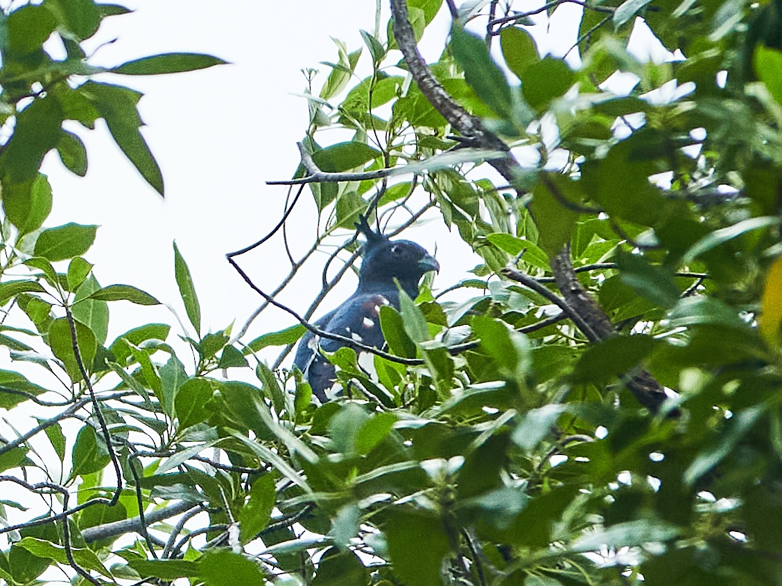 Black Baza - ML644505780