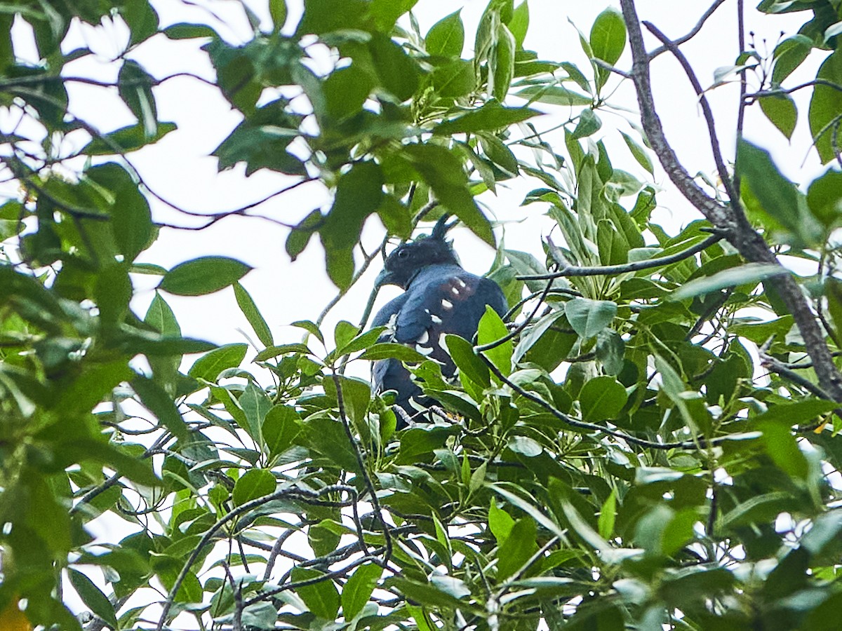 Black Baza - ML644505781