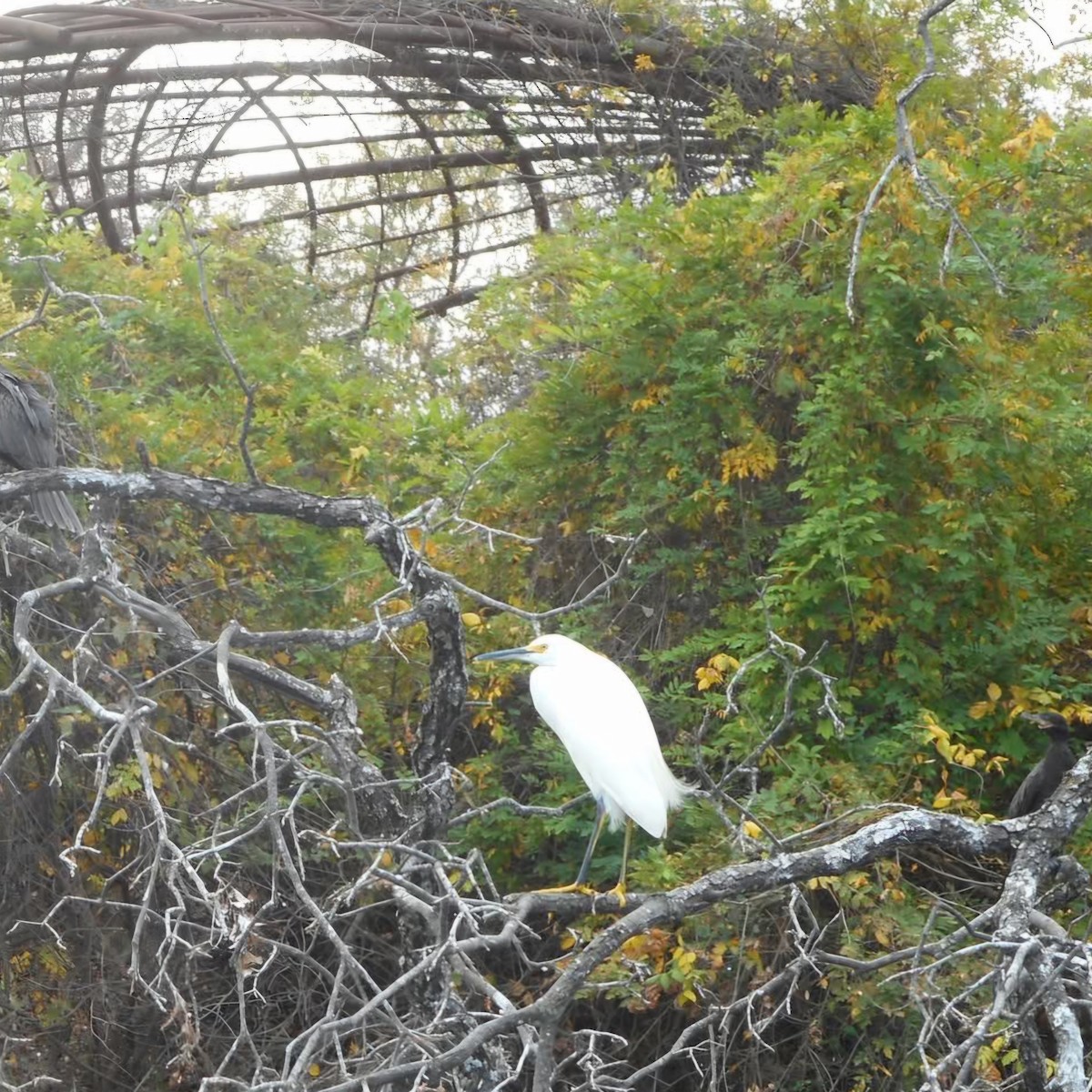 Snowy Egret - ML644505788