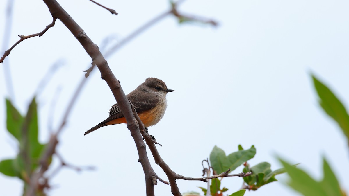 Vermilion Flycatcher - ML644505789