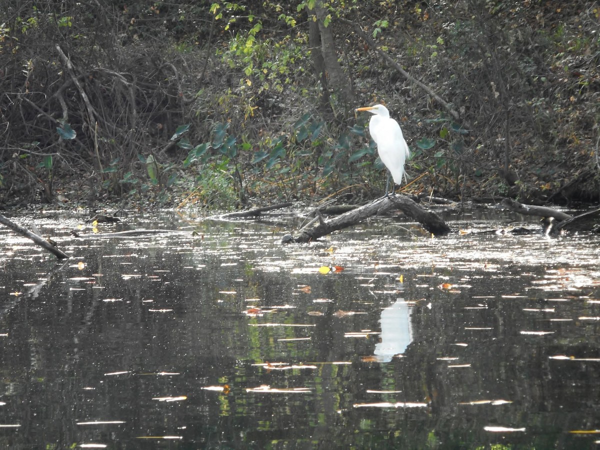 Great Egret - ML644505790