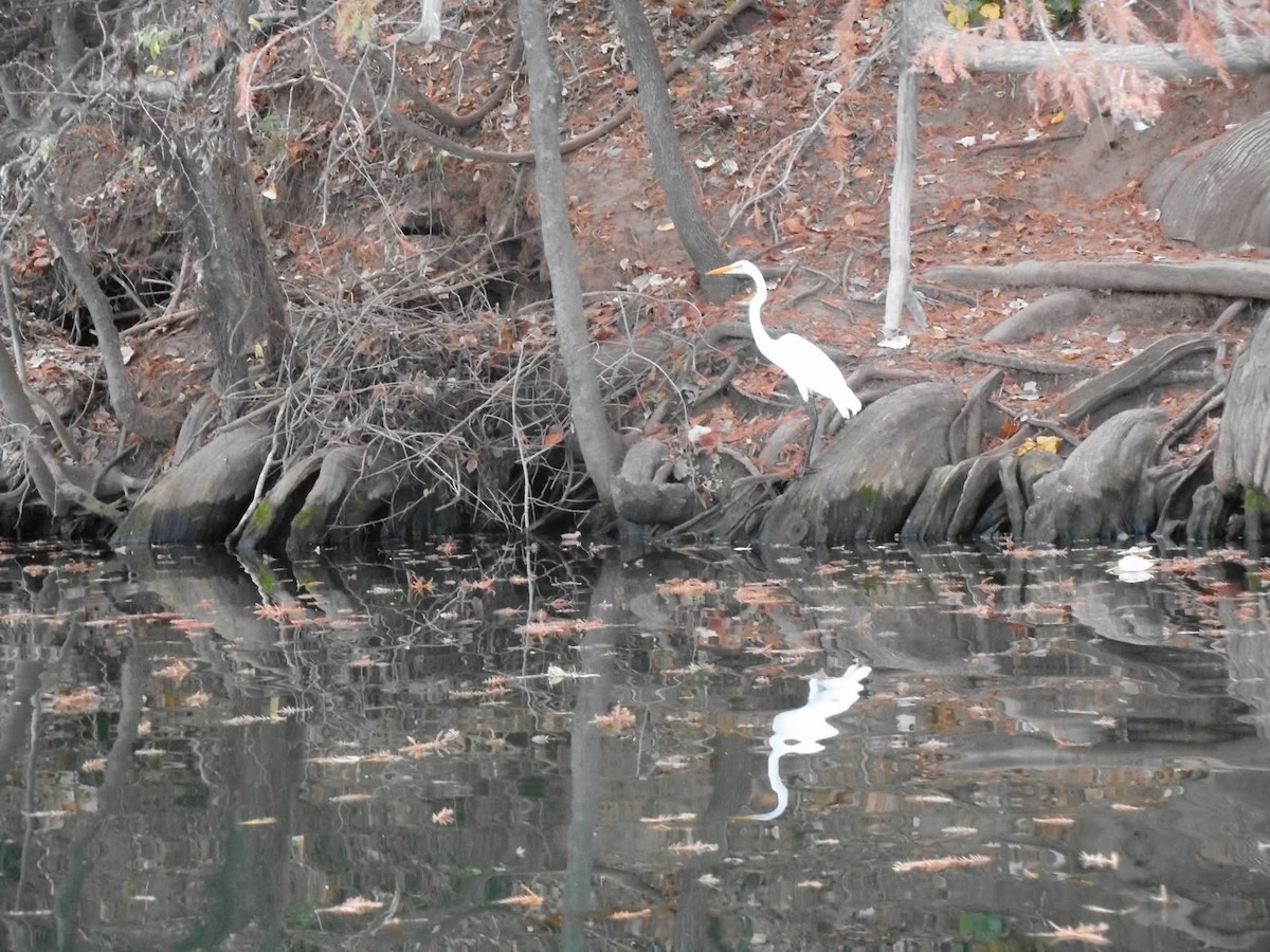 Great Egret - ML644505792