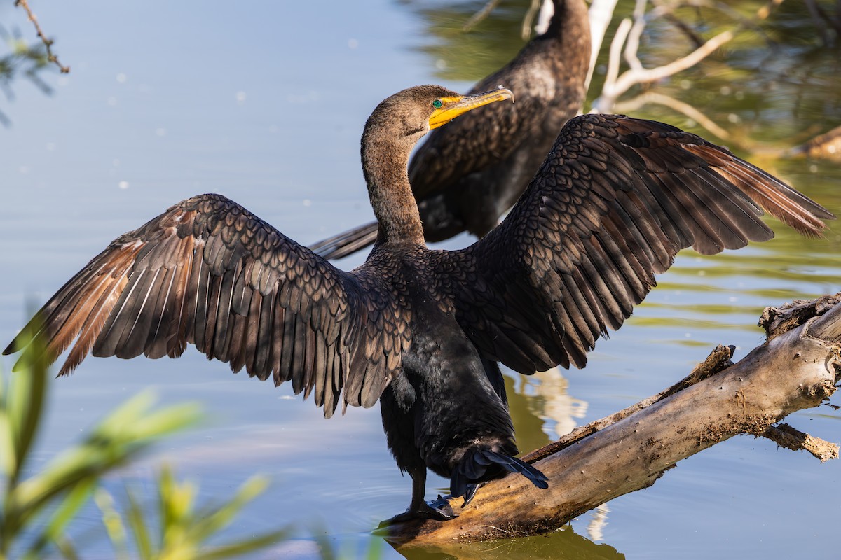 Ушастый баклан - ML644505811