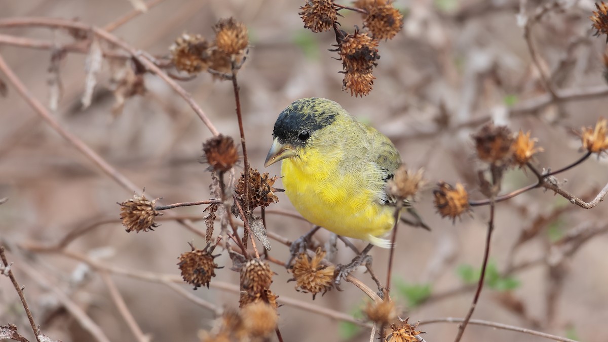 Lesser Goldfinch - ML644505815