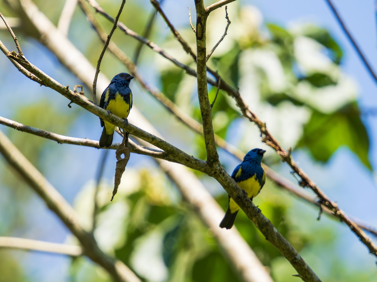 Turquoise Tanager - ML644505817