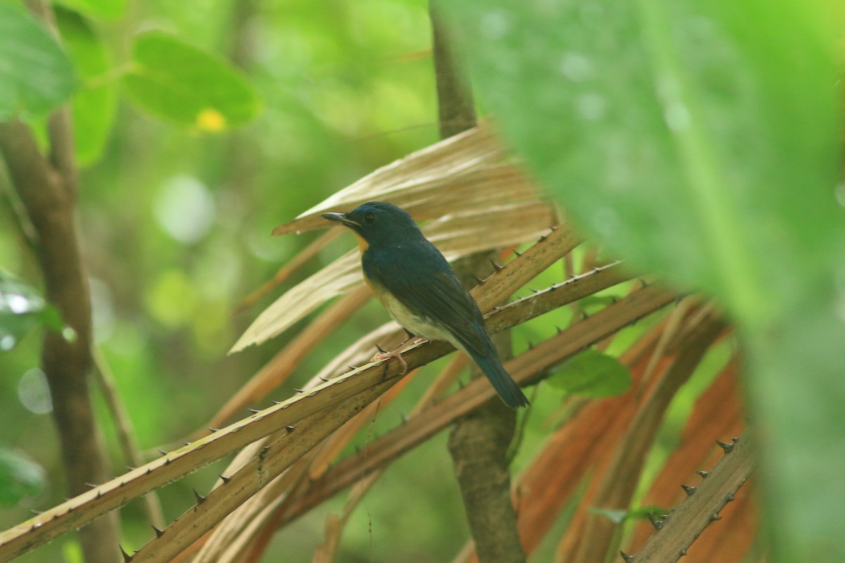 Large Blue Flycatcher - ML644505819