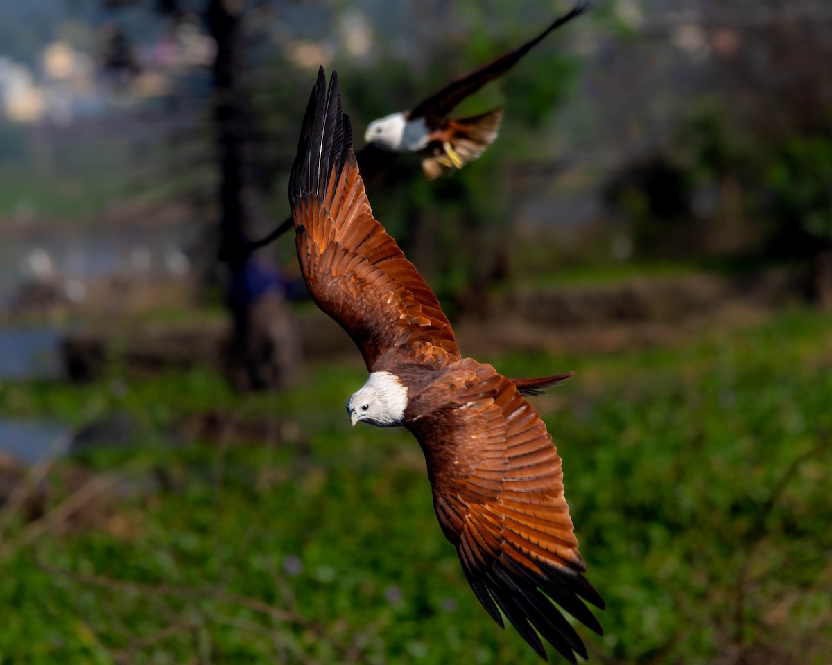 栗鳶 - ML644505821