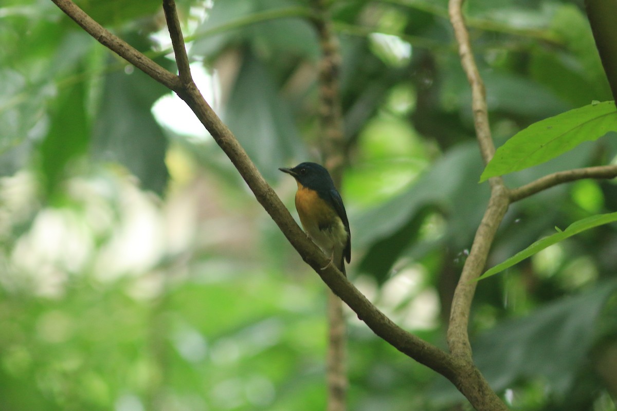 Large Blue Flycatcher - ML644505822