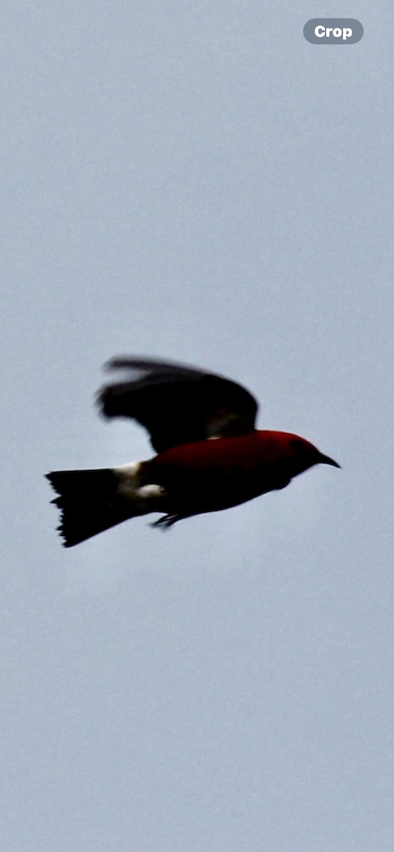 Апапане карміновий - ML644505828