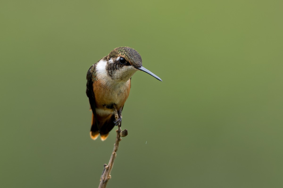 Magenta-throated Woodstar - ML644505832