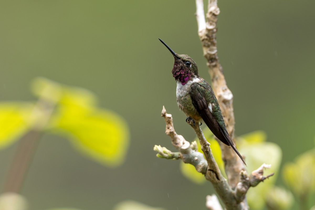 Magenta-throated Woodstar - ML644505834