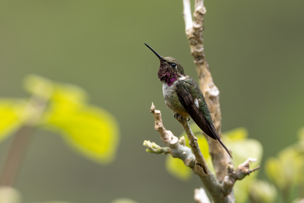 Magenta-throated Woodstar - ML644505835
