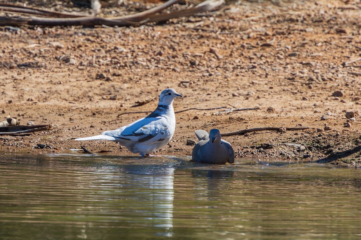 Tourterelle turque - ML644505839