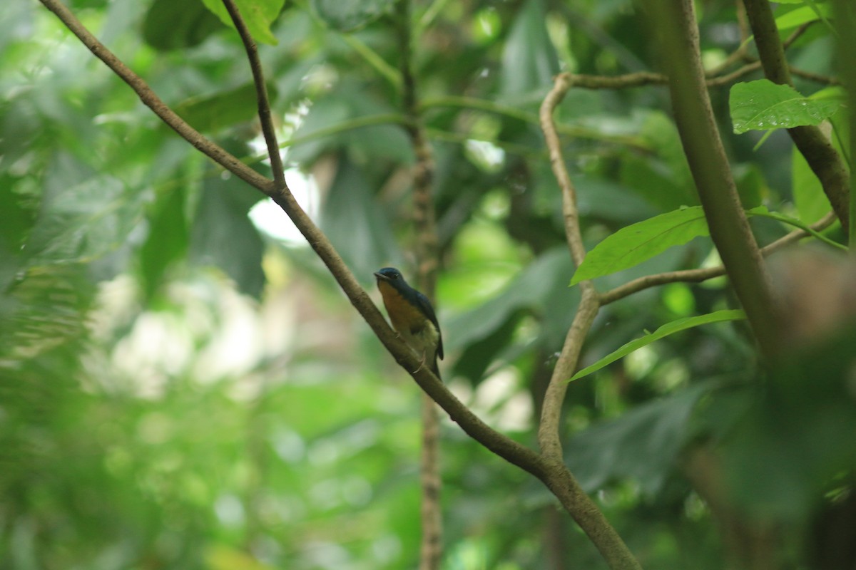 Large Blue Flycatcher - ML644505842