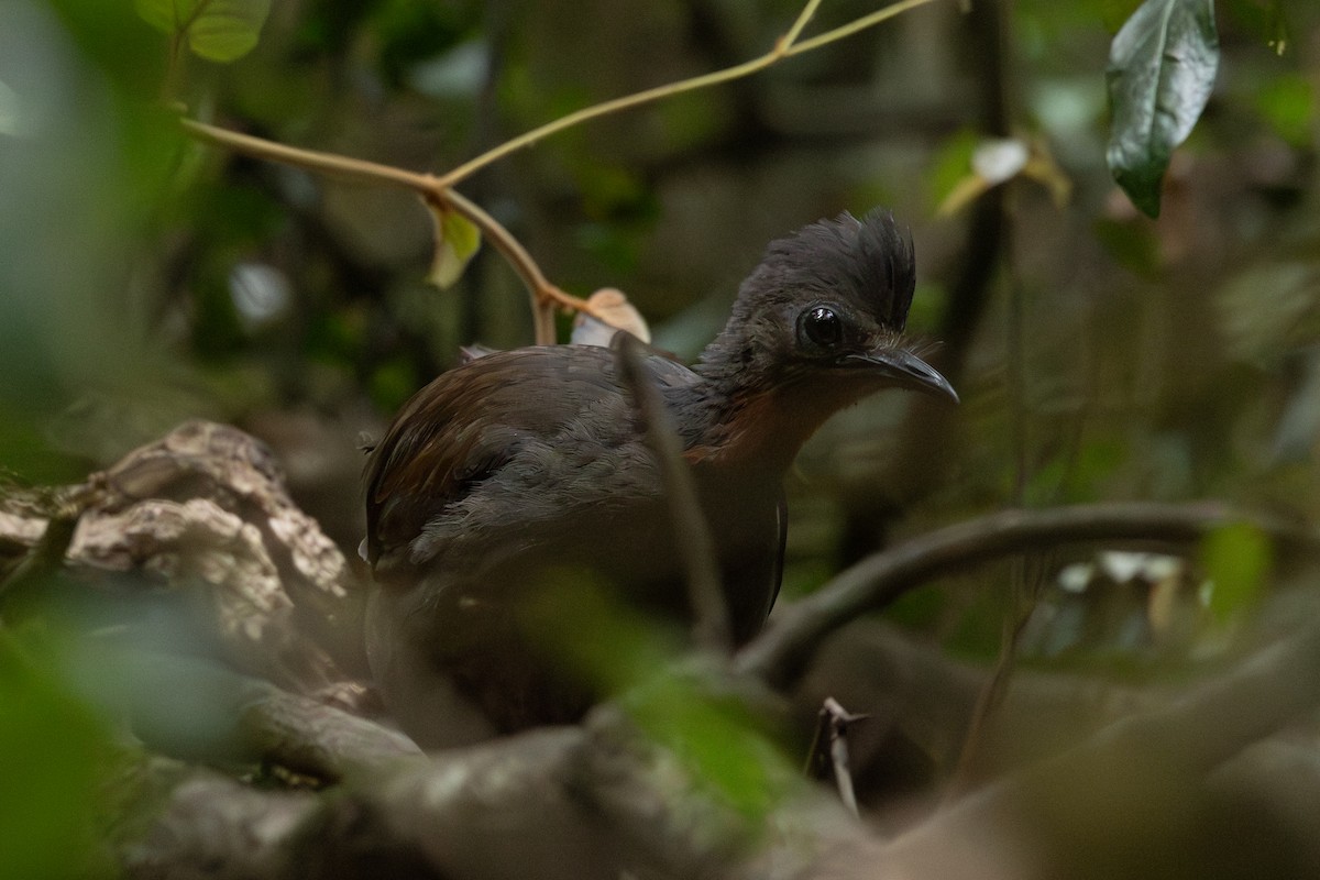 Ménure superbe - ML644505847