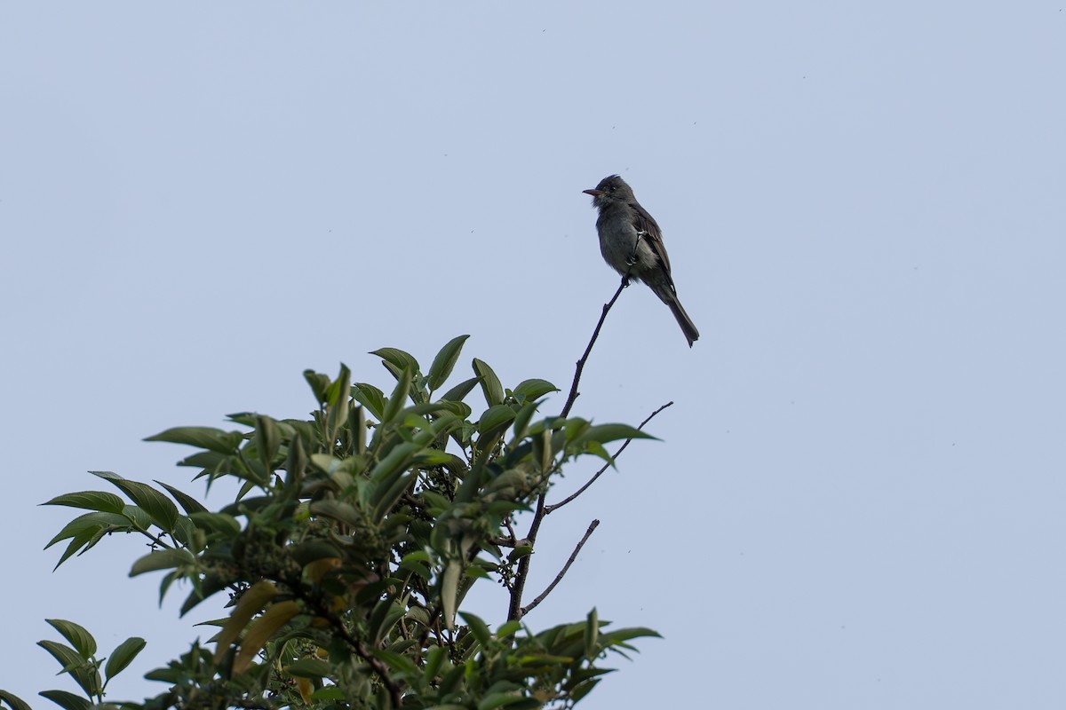 ハイイロヒタキモドキ - ML644505854