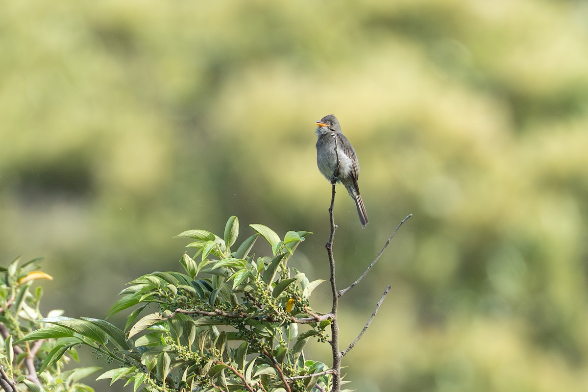 ハイイロヒタキモドキ - ML644505855