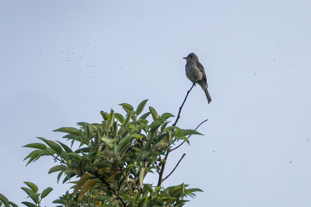 ハイイロヒタキモドキ - ML644505856