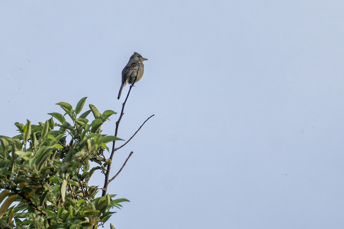 ハイイロヒタキモドキ - ML644505857