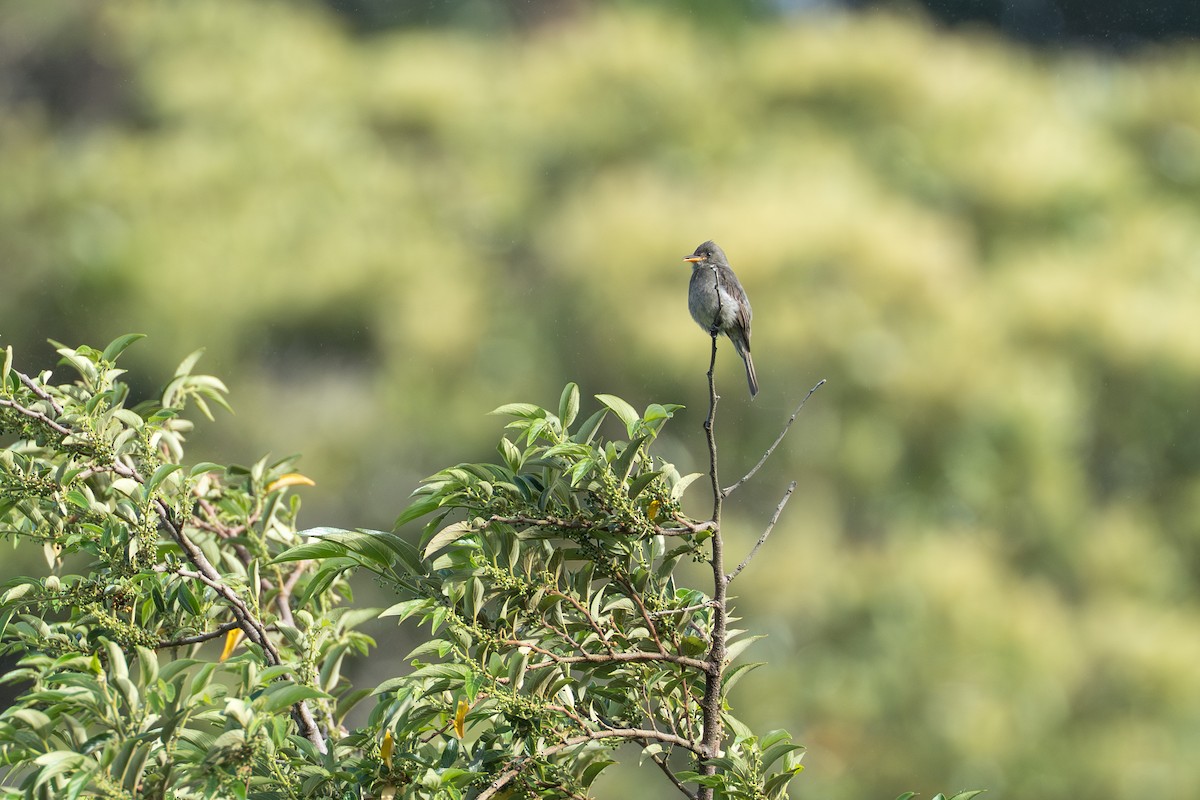 ハイイロヒタキモドキ - ML644505858