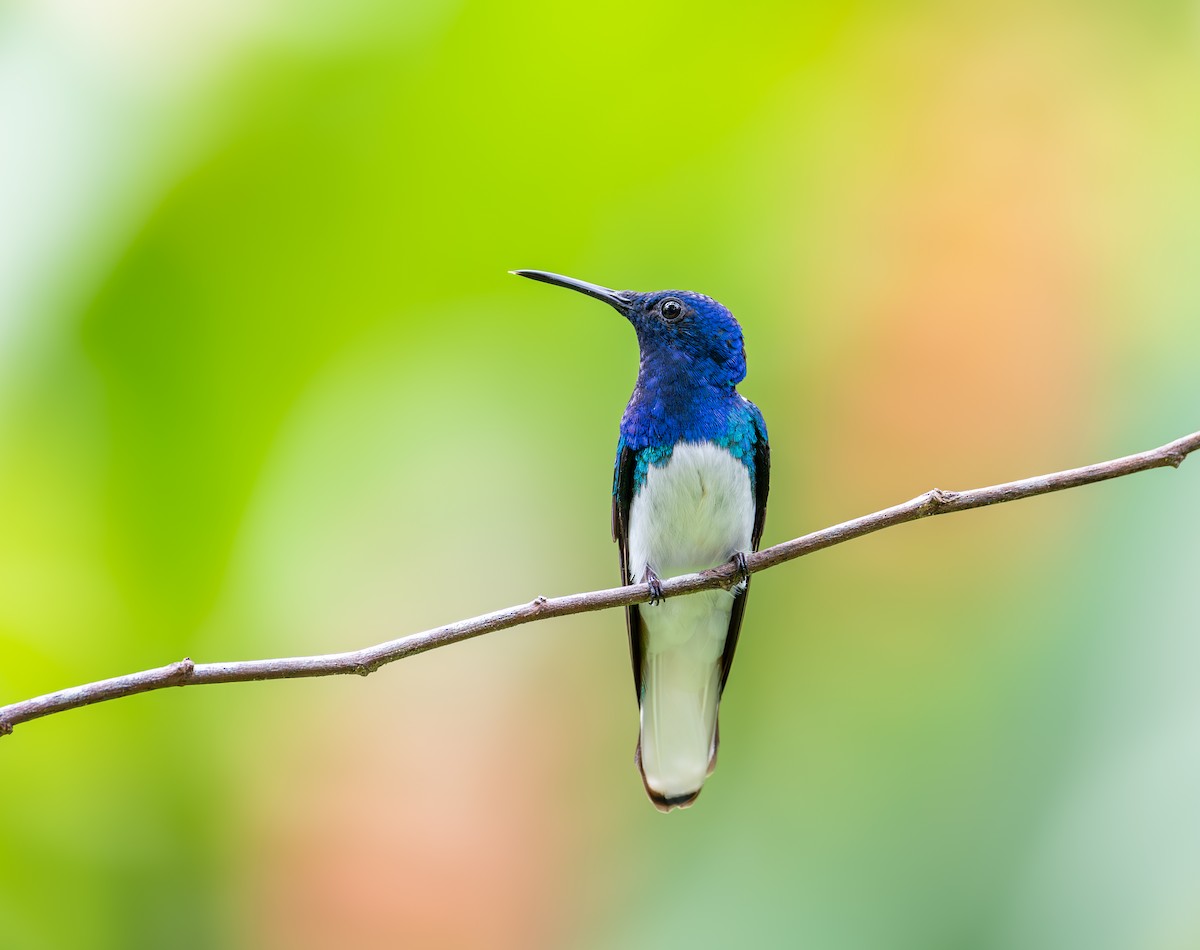 Beyaz Yakalı Kolibri - ML644505859