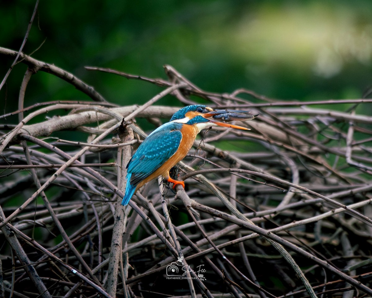 翠鳥 - ML644505860