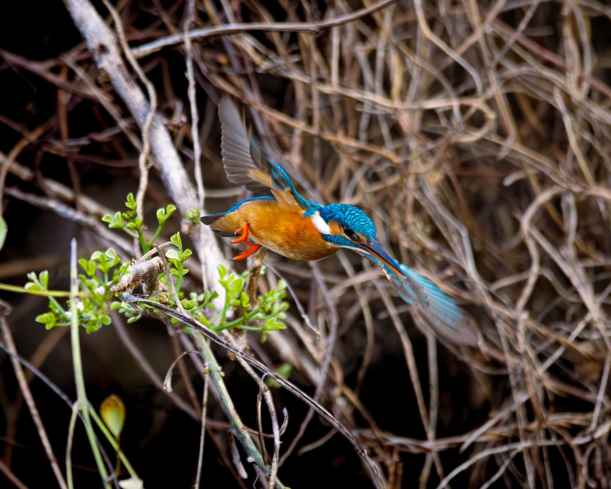 翠鳥 - ML644505861