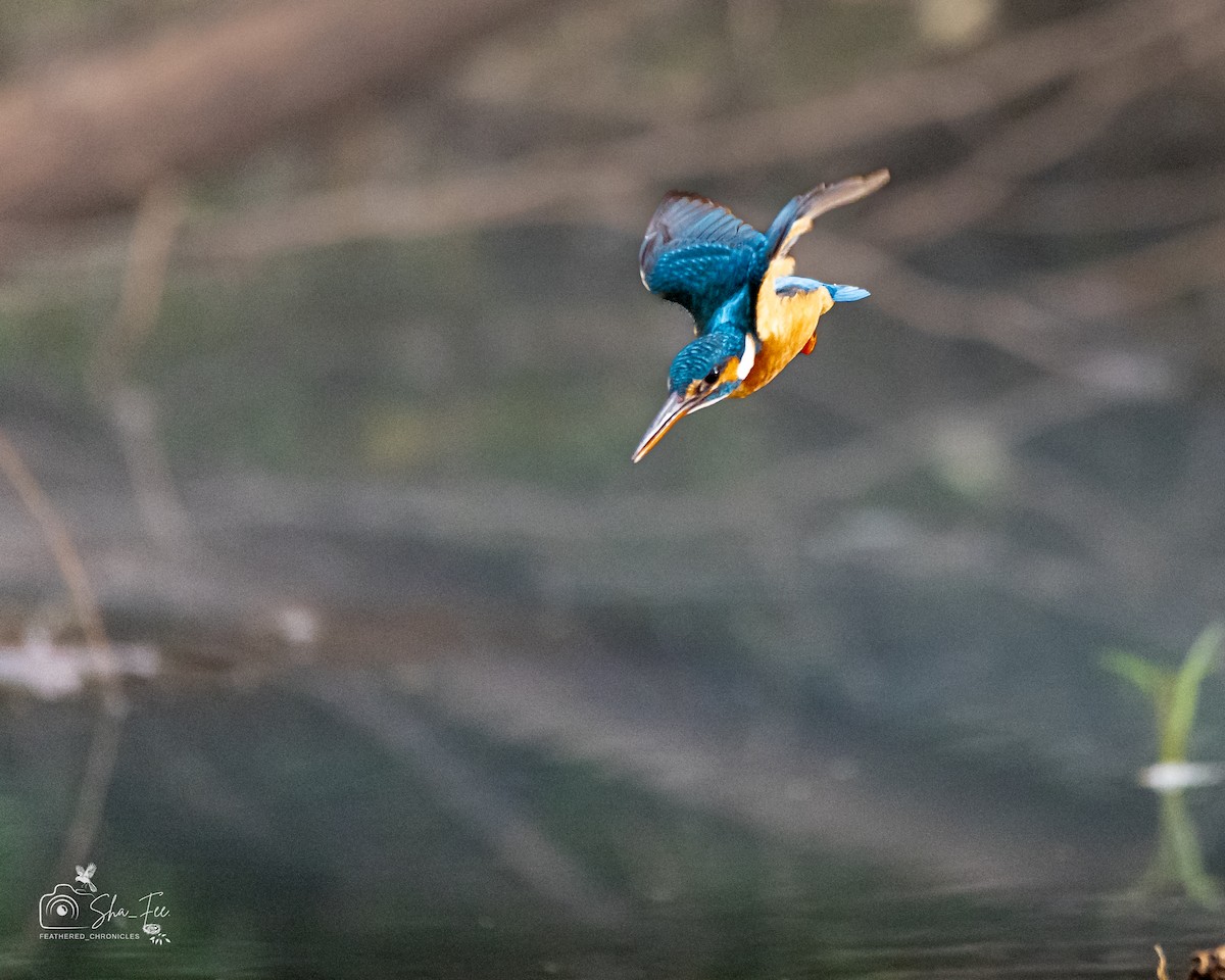 翠鳥 - ML644505862