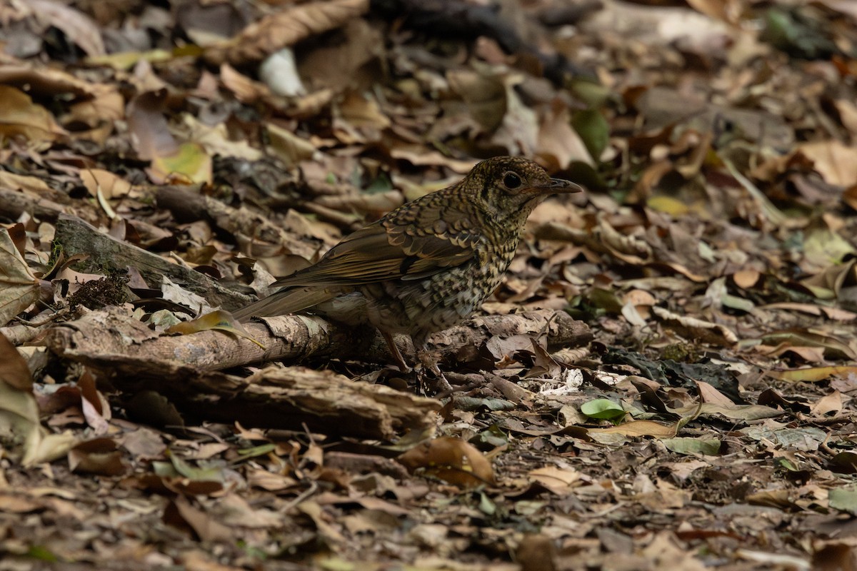 Bassian Thrush - ML644505868