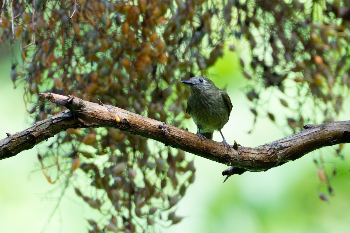 Olive-streaked Flycatcher - ML644505869