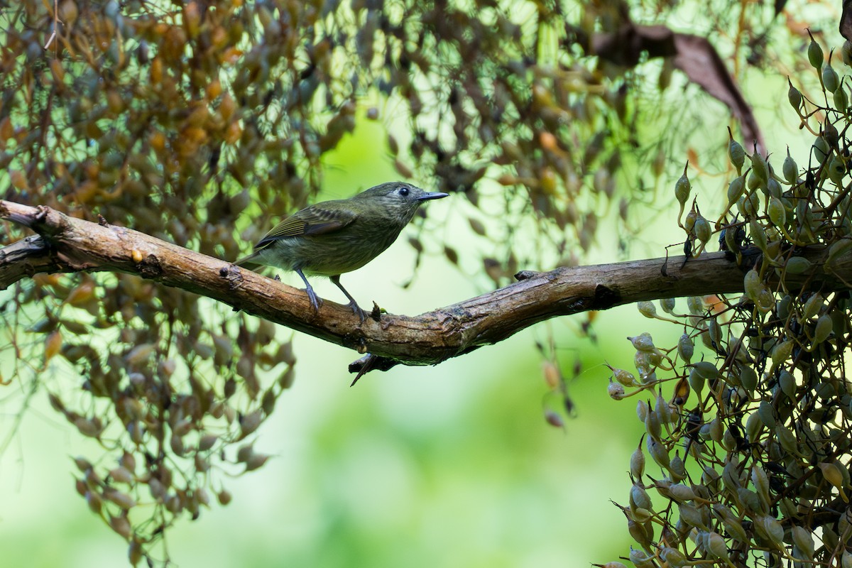 Olive-streaked Flycatcher - ML644505870