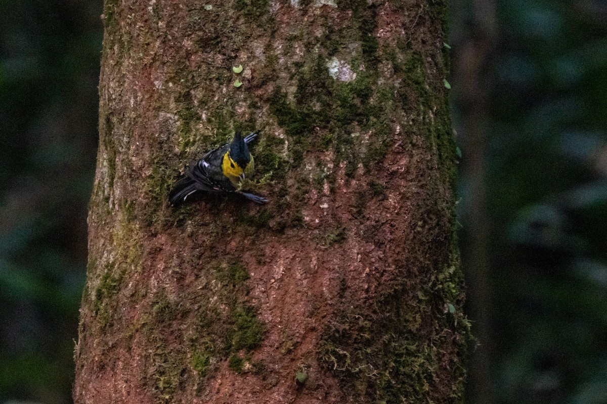 Yellow-cheeked Tit - ML644505871