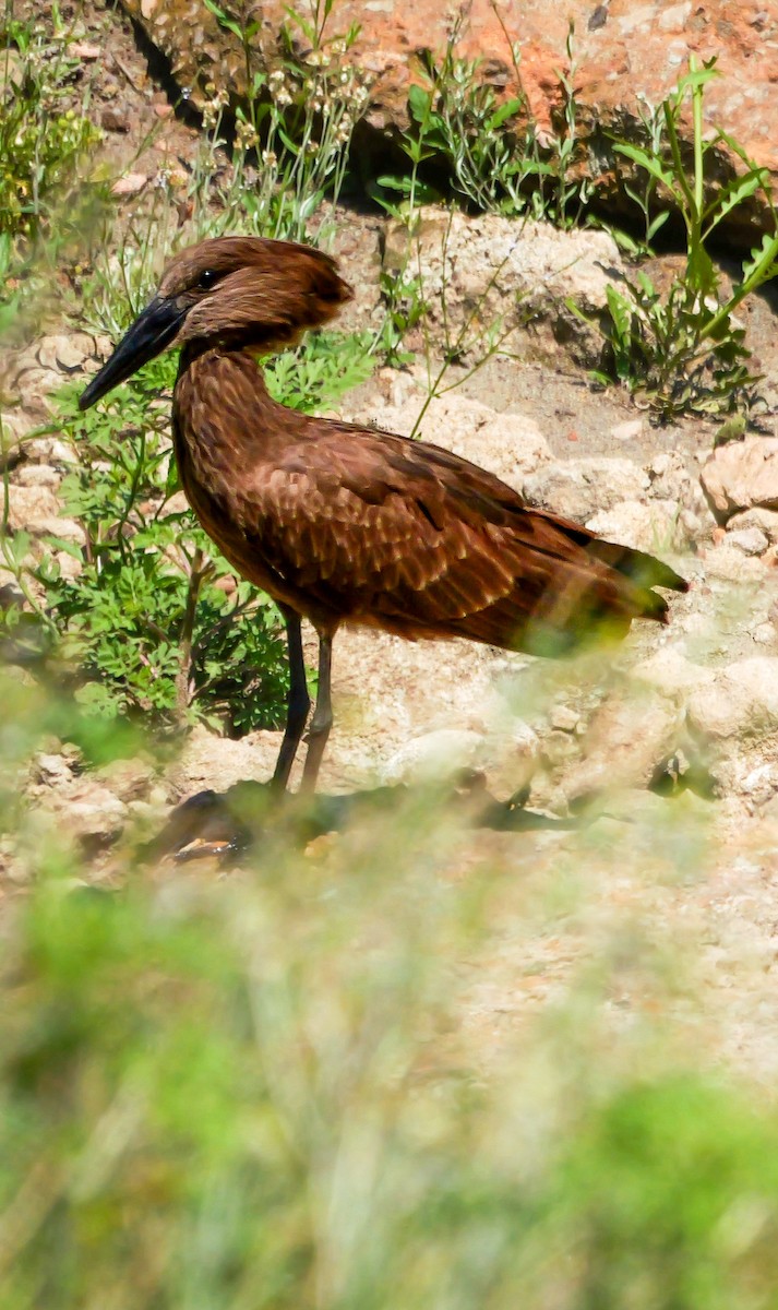 Hamerkop - ML644505873