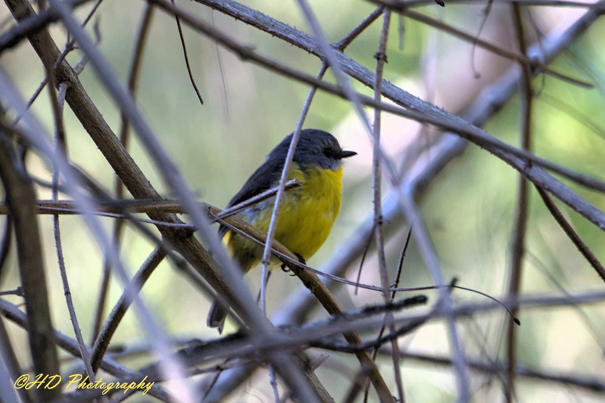 lejsčík žlutý - ML644505878