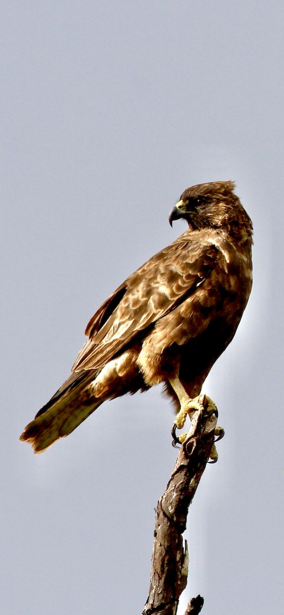 Hawaiian Hawk - ML644505879