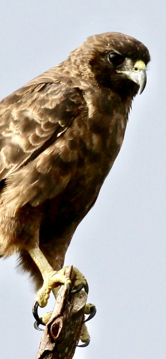 Hawaiian Hawk - ML644505880