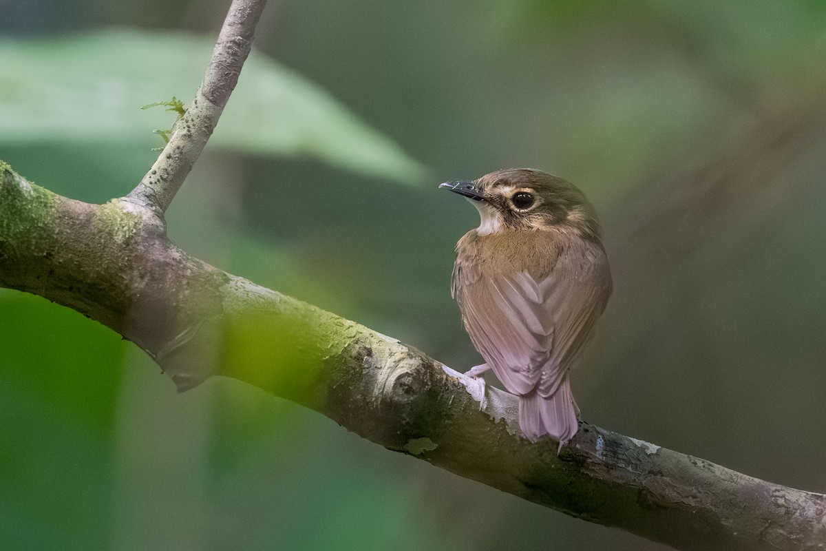 White-throated Spadebill - ML644505881