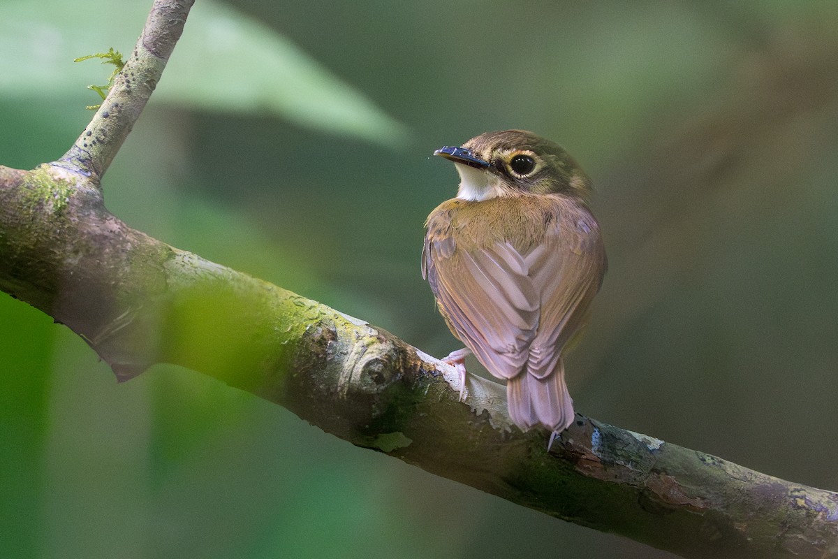 White-throated Spadebill - ML644505882