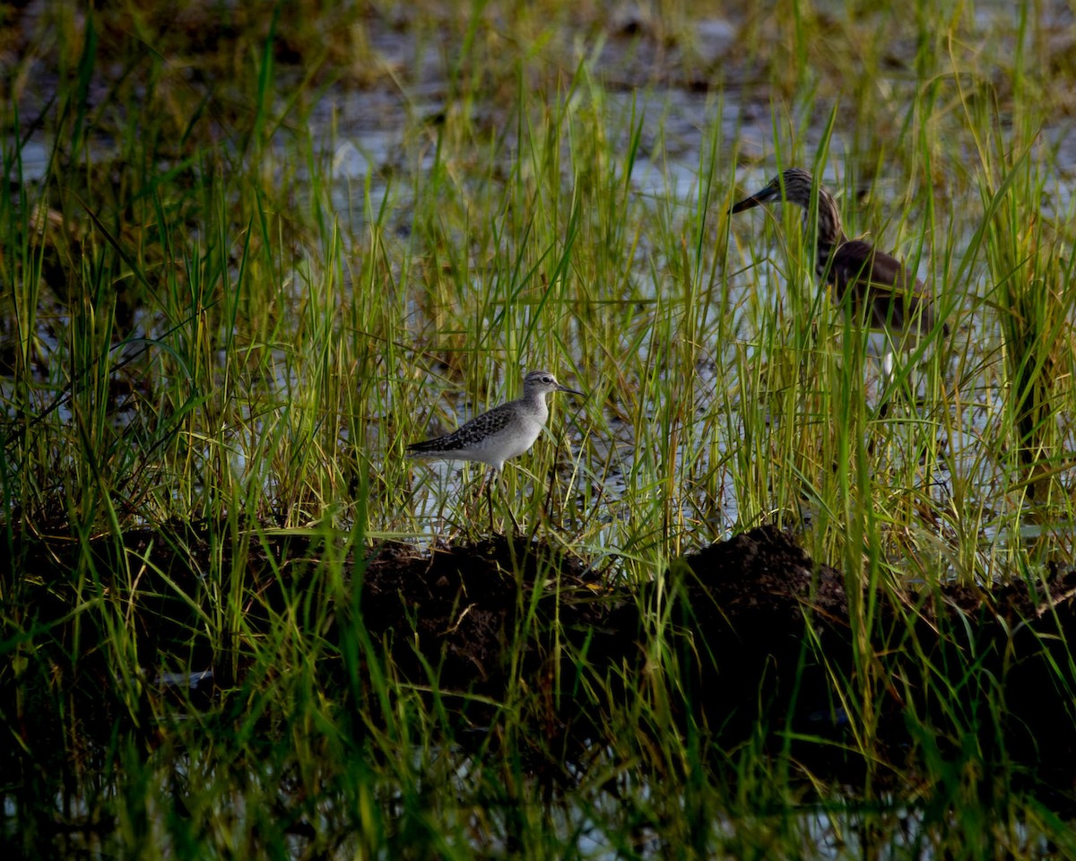 鷹斑鷸 - ML644505883