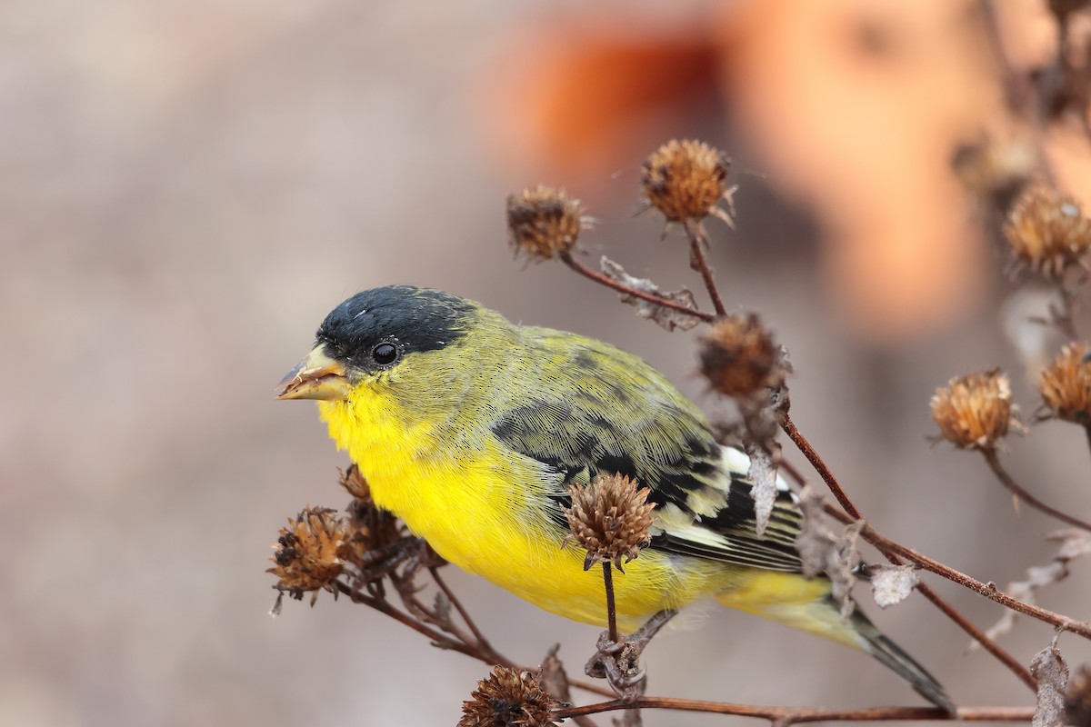 Lesser Goldfinch - ML644505884